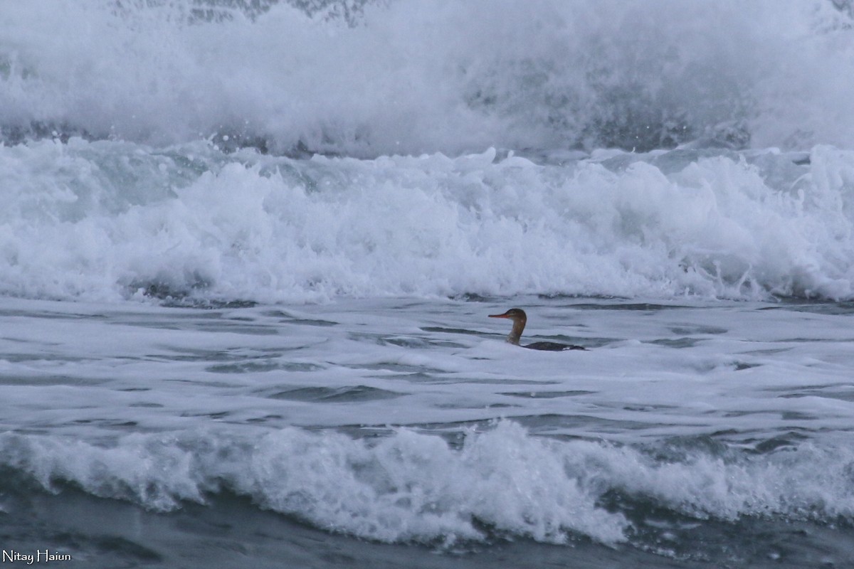 Red-breasted Merganser - ML396849401