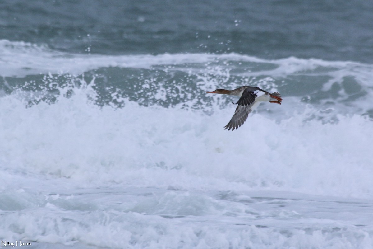 Red-breasted Merganser - ML396849421