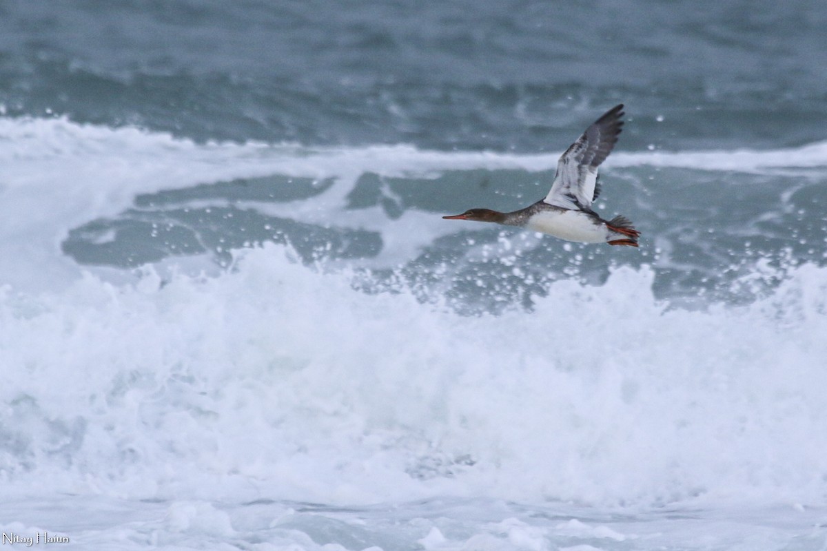 Red-breasted Merganser - ML396849441