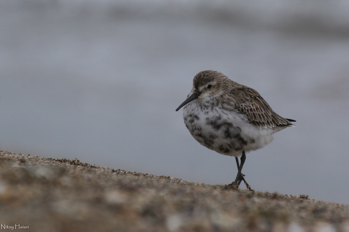 Dunlin - ML396849491