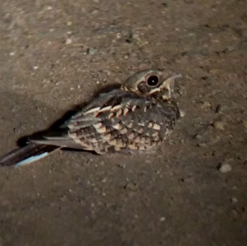 Indian Nightjar - ML39684951