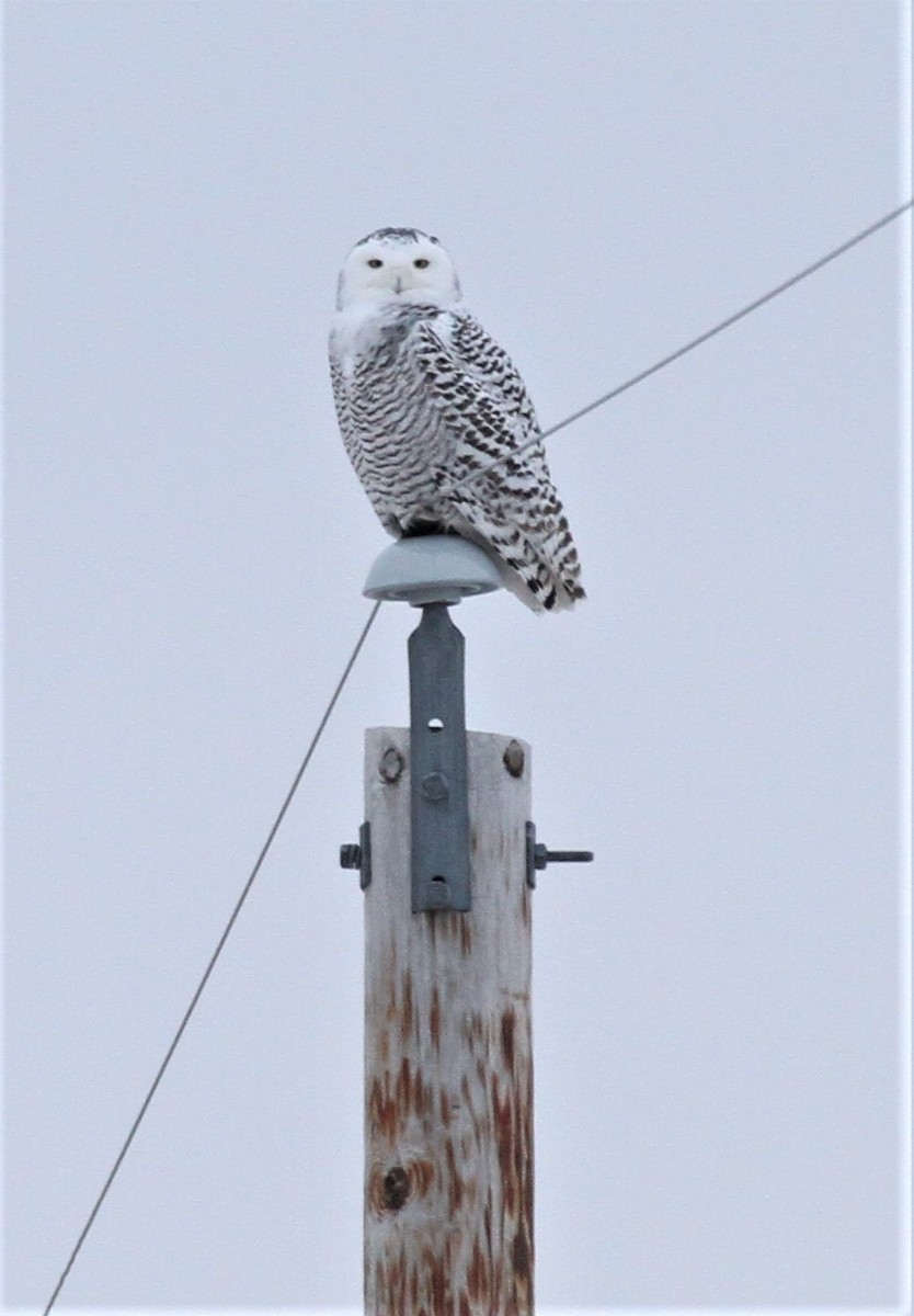 Snowy Owl - ML396852921