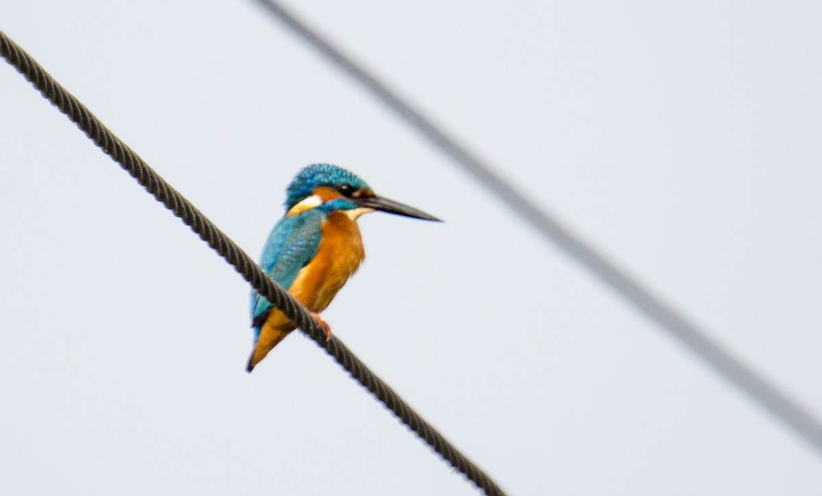 Common Kingfisher - ML396853631