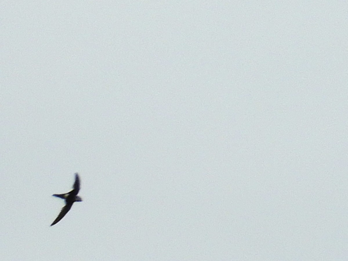 White-tipped Swift - ML396853721