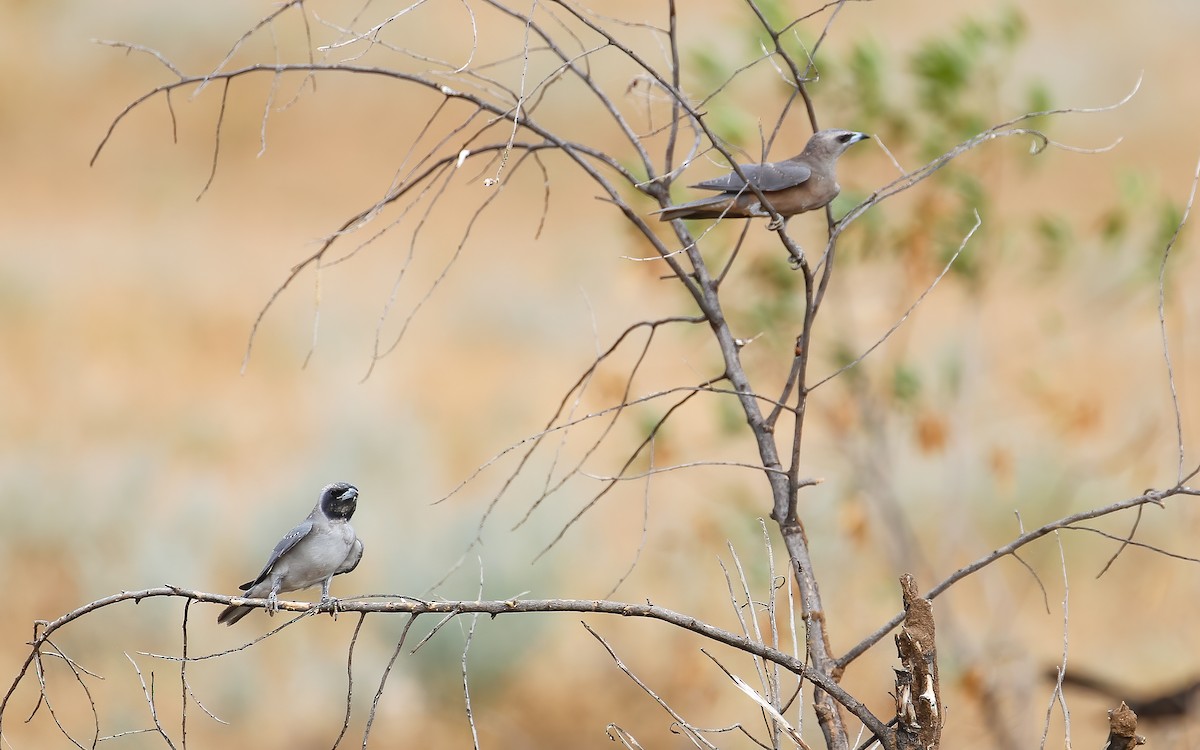 Masked Woodswallow - ML396854161