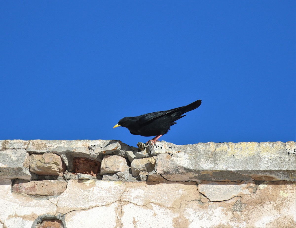 Yellow-billed Chough - ML396855121