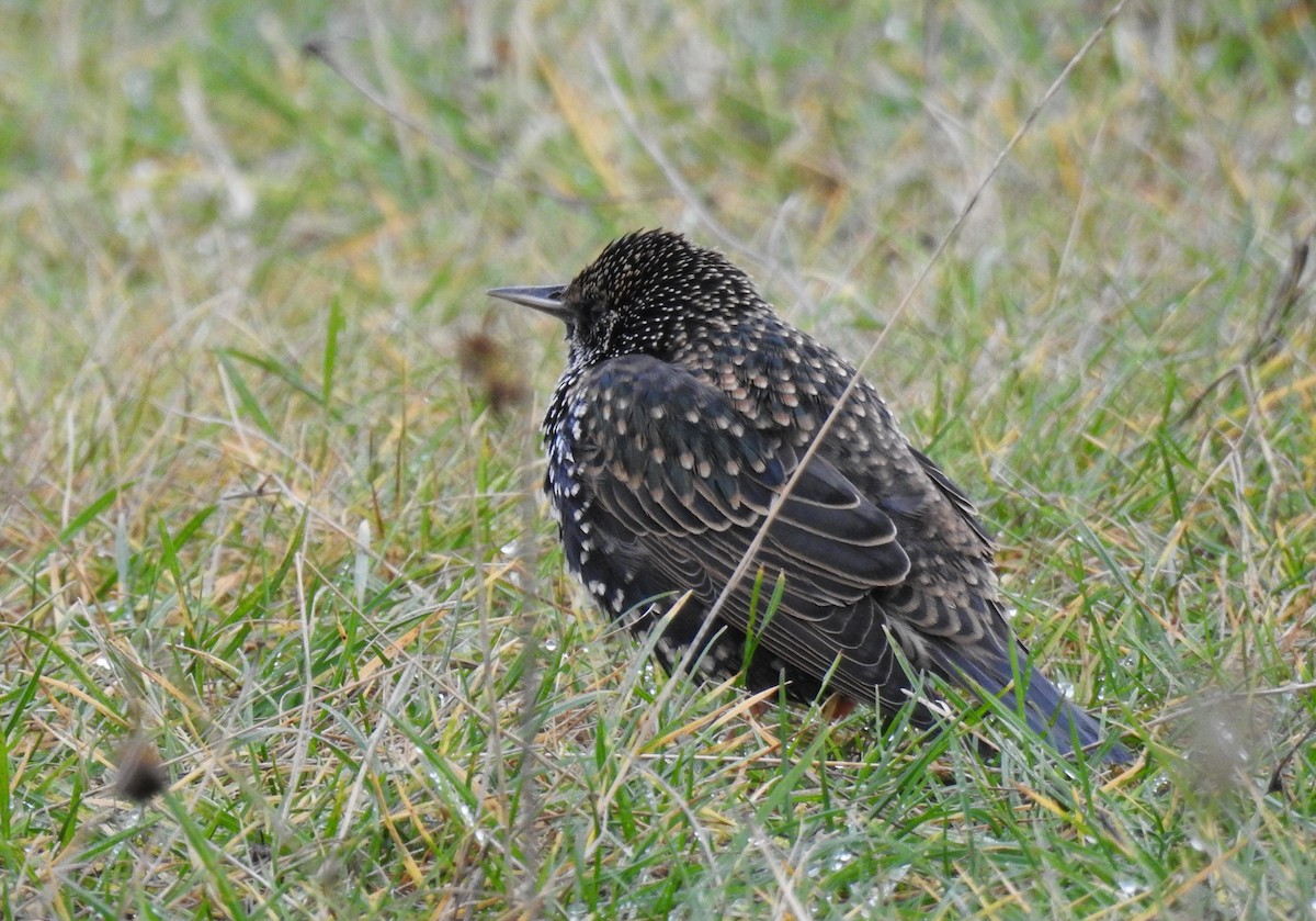 European Starling - ML396856001