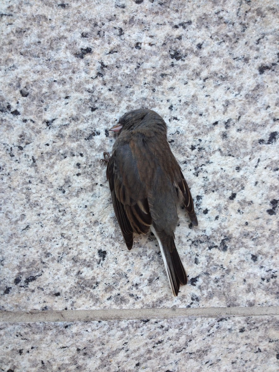 Dark-eyed Junco - ML39685691