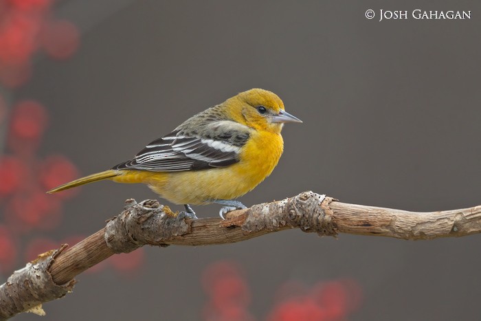 Baltimore Oriole - ML396857821