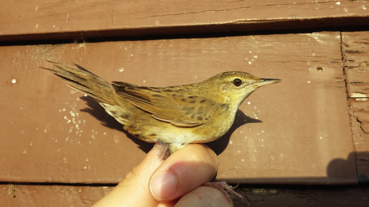Common Grasshopper Warbler - ML39685901
