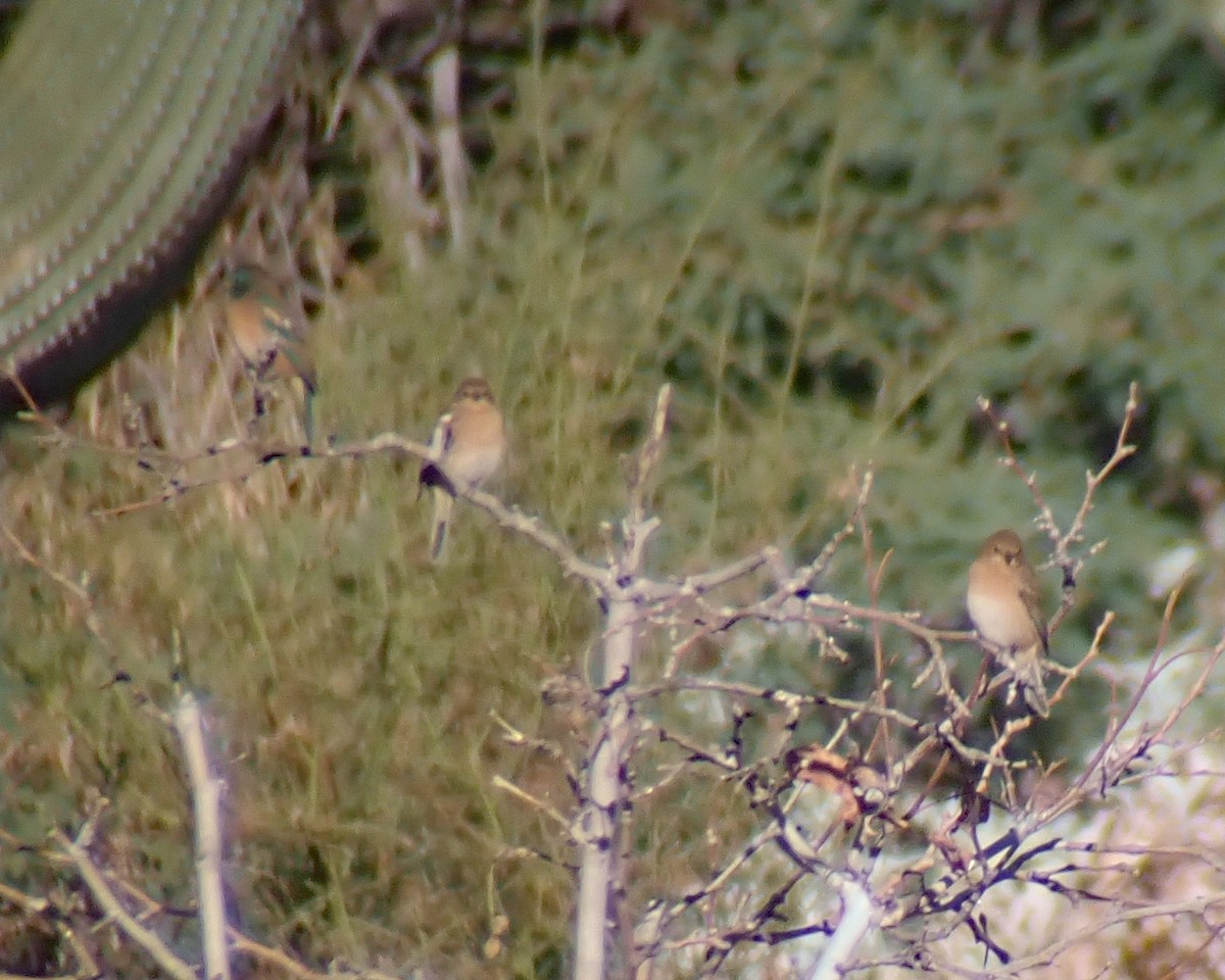 Lazuli Bunting - ML396860201