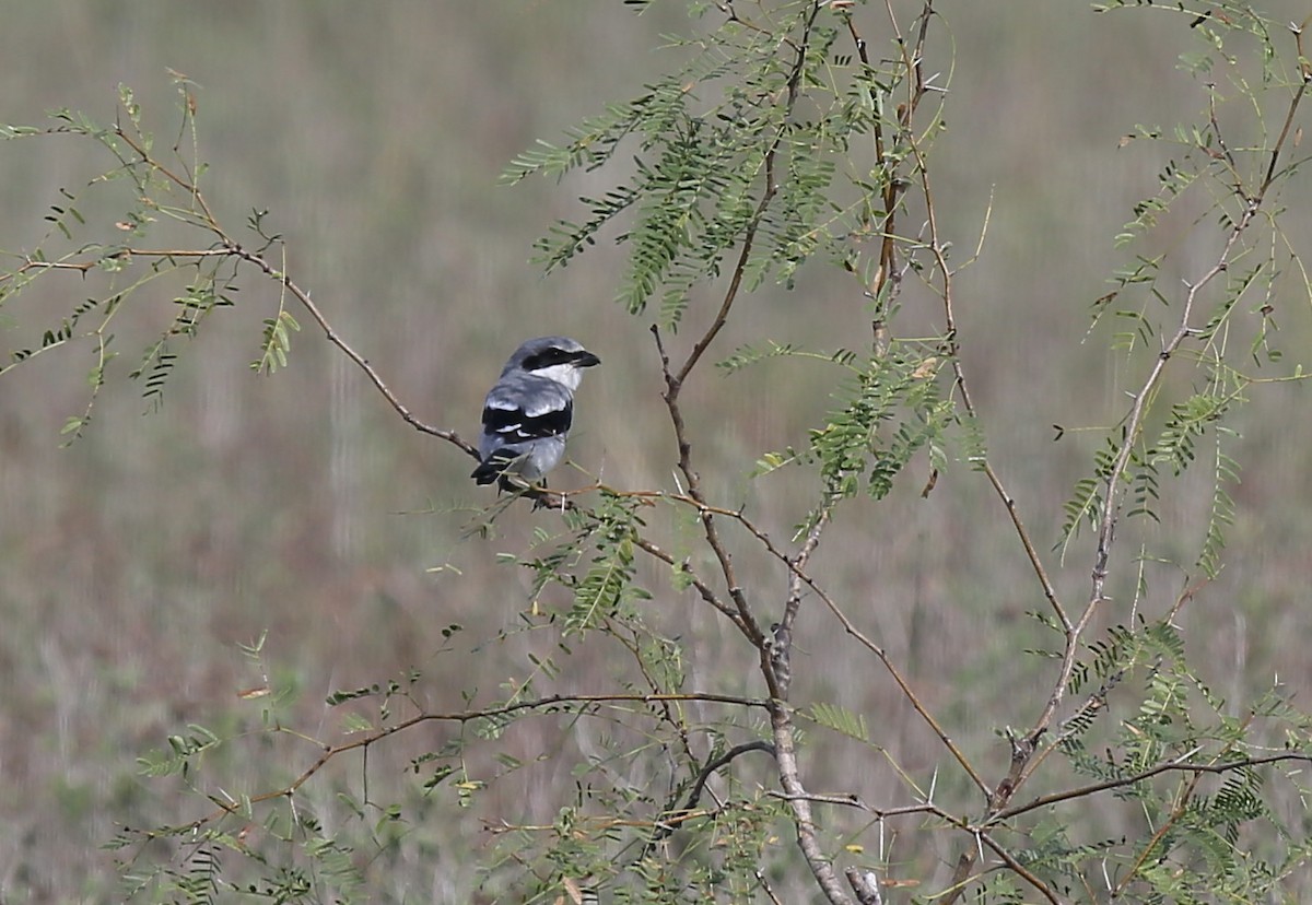 Loggerhead Shrike - Ron Sempier