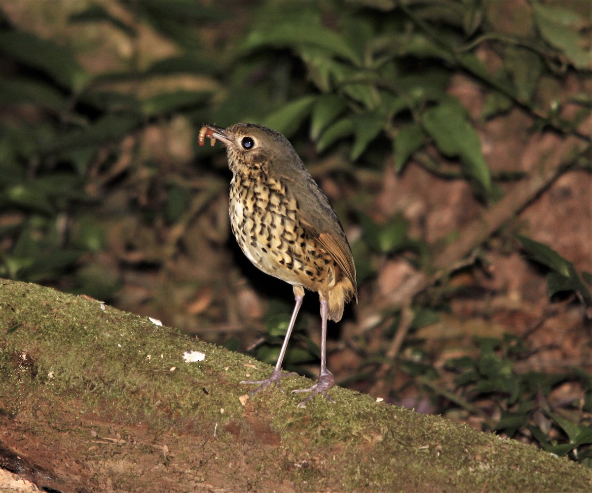 Speckle-breasted Antpitta - ML396864741