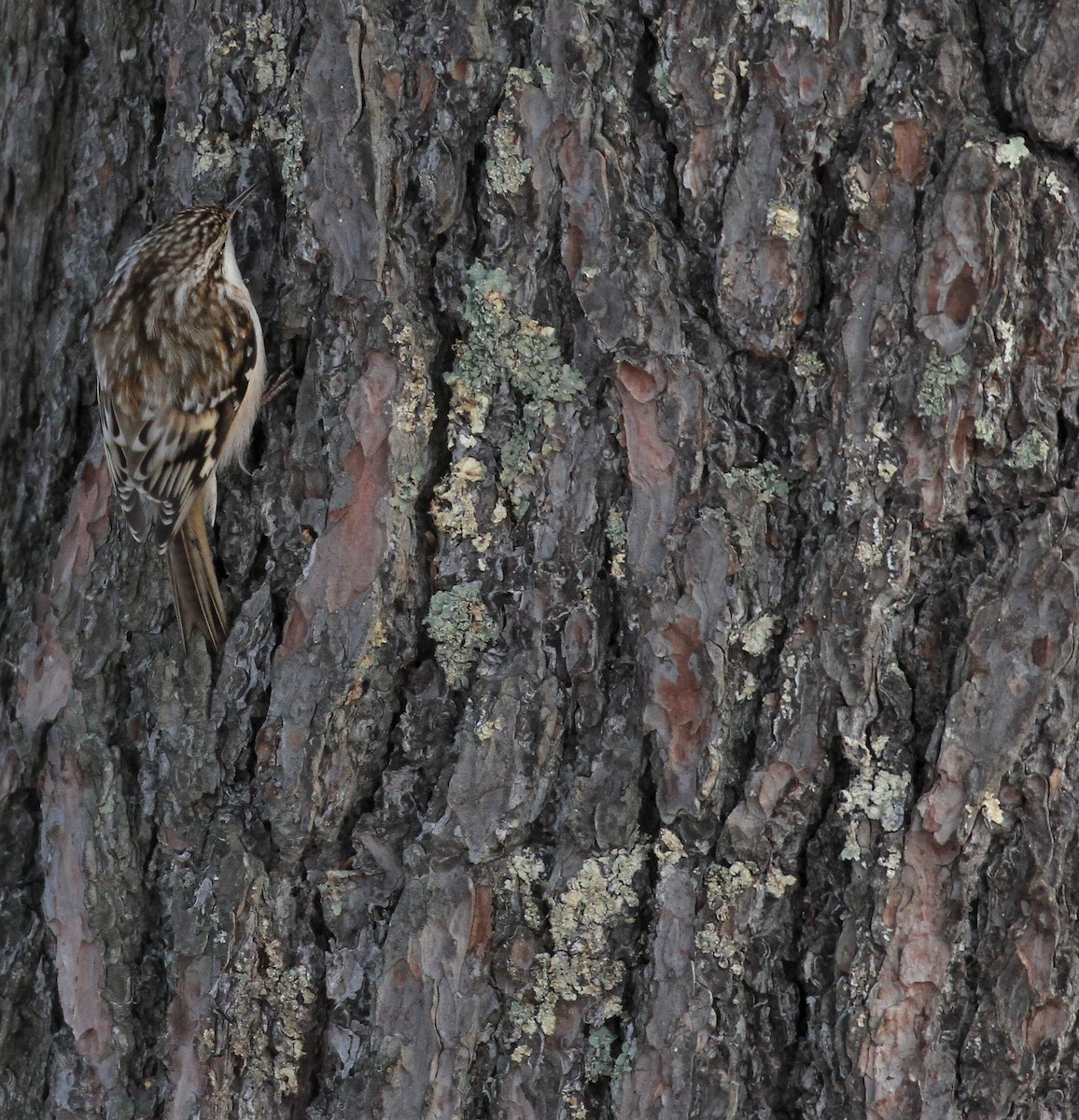 Brown Creeper - ML396864941
