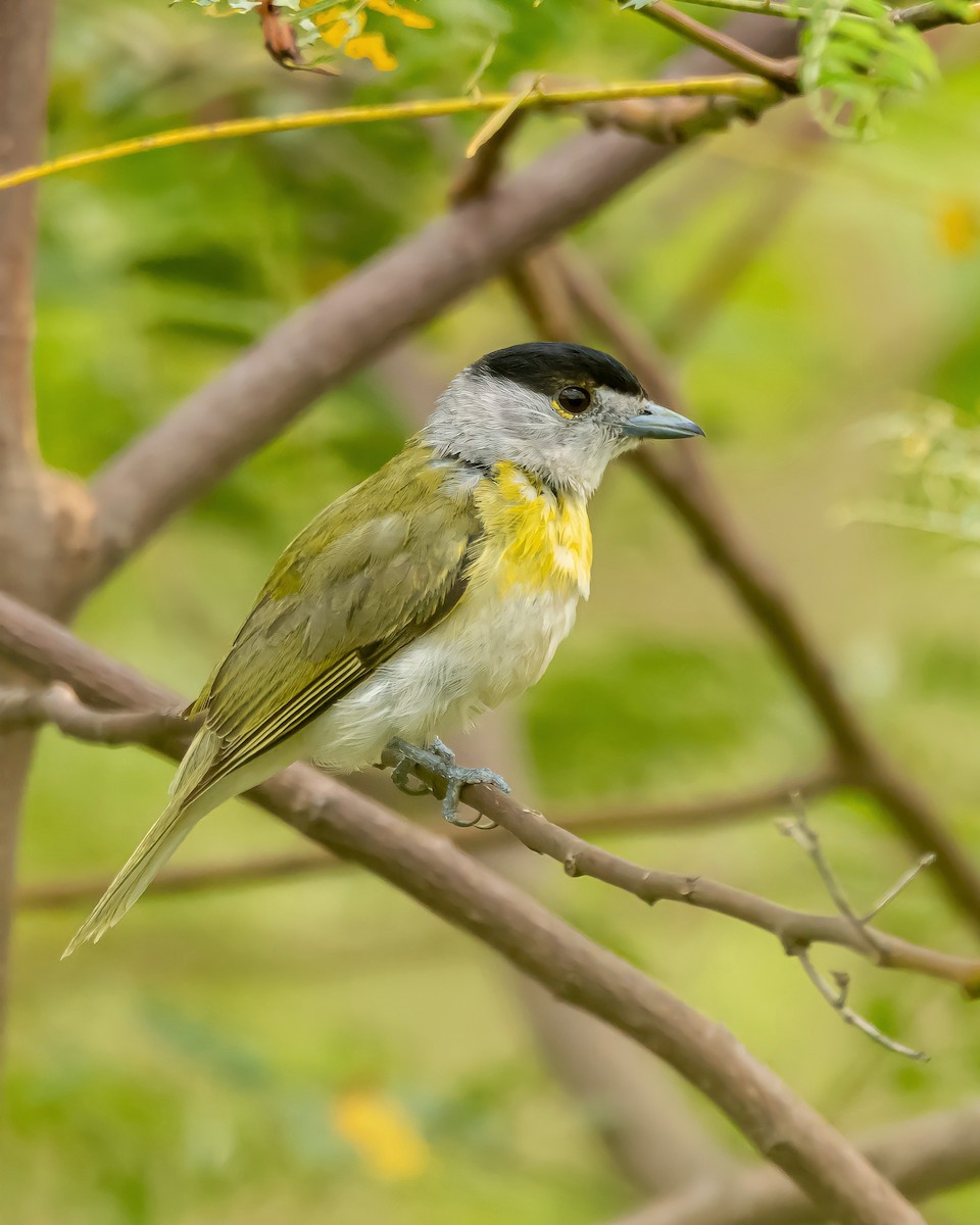 Green-backed Becard - Carlos Rossello