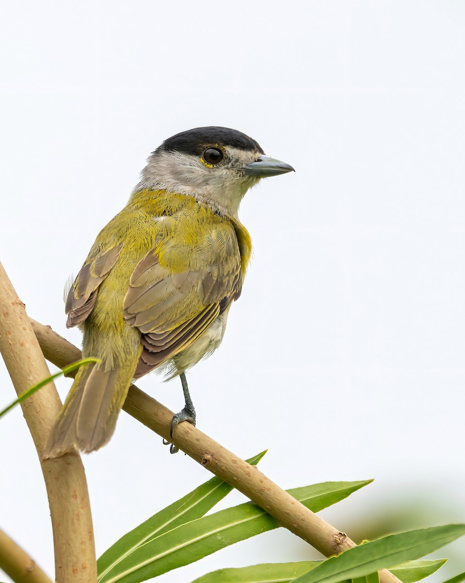 Green-backed Becard - Carlos Rossello