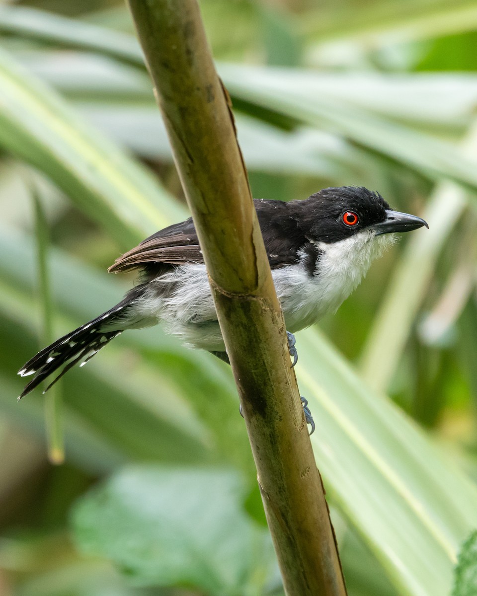 Great Antshrike - ML396866161