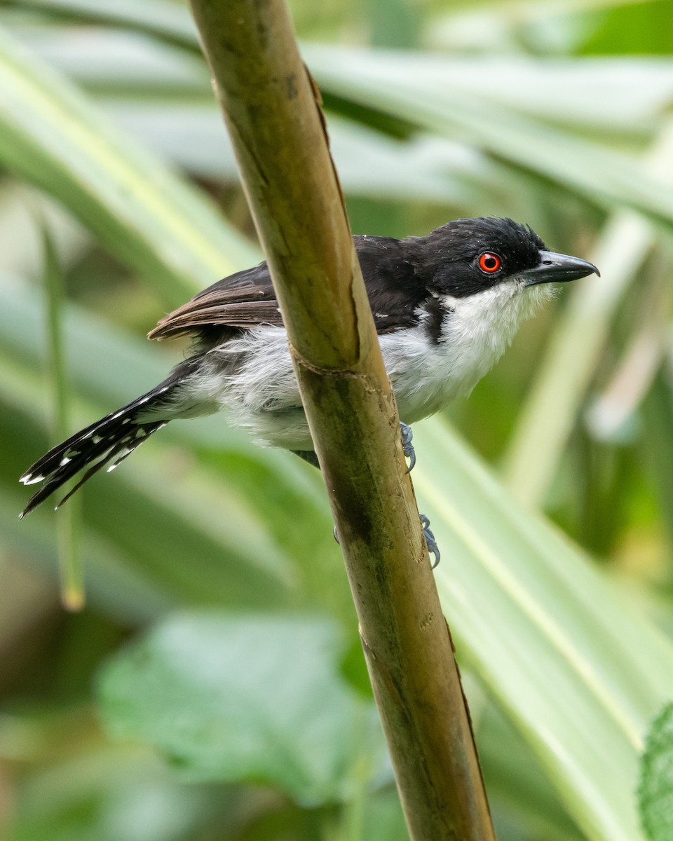 Great Antshrike - ML396866171