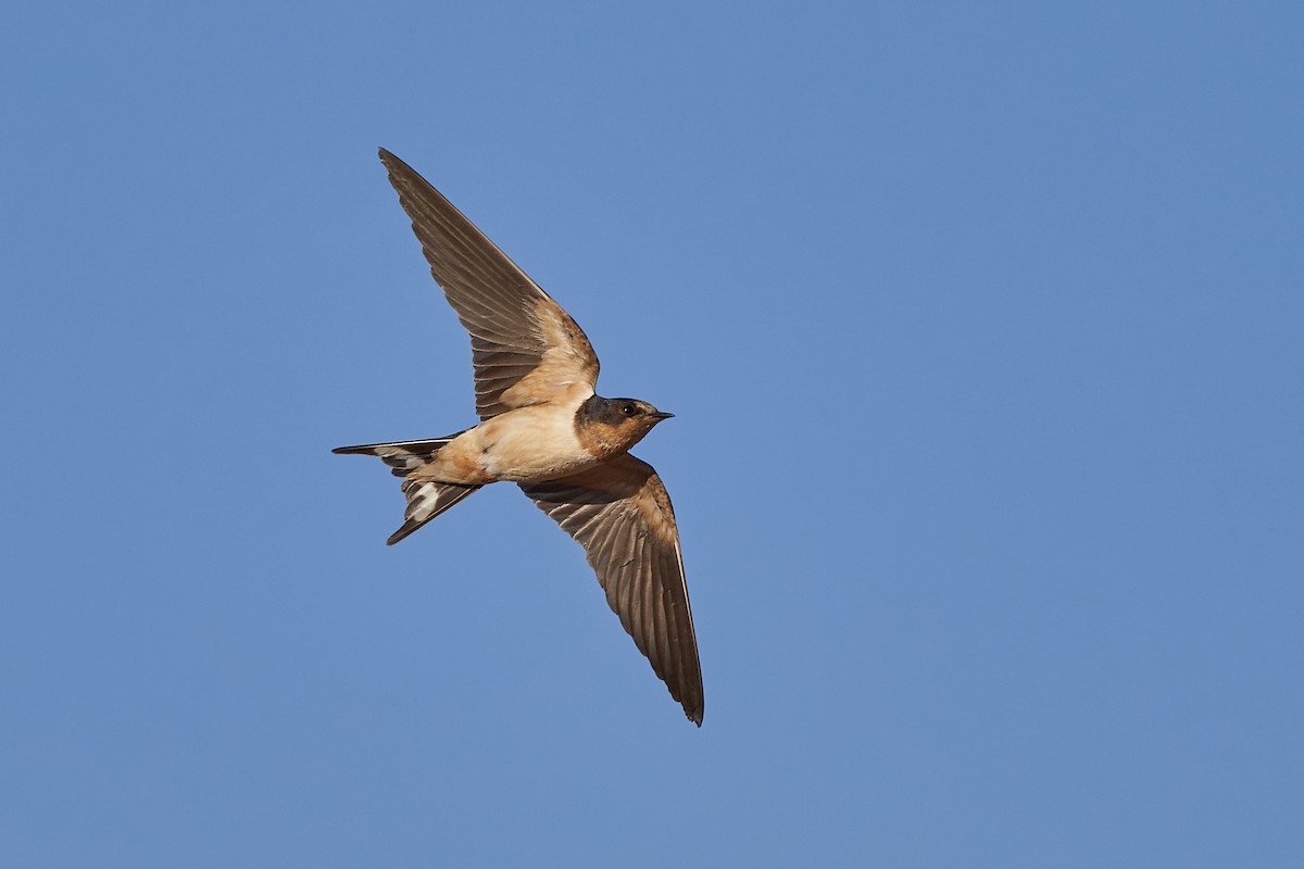 Barn Swallow - Hederd Torres García