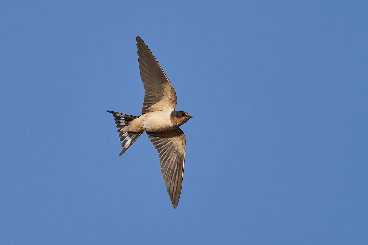 Barn Swallow - Hederd Torres García