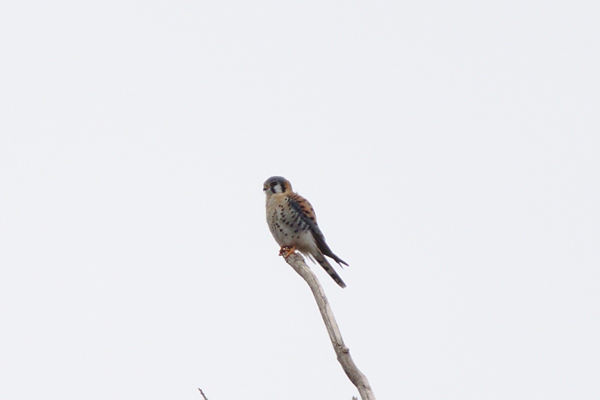 American Kestrel - ML396867661