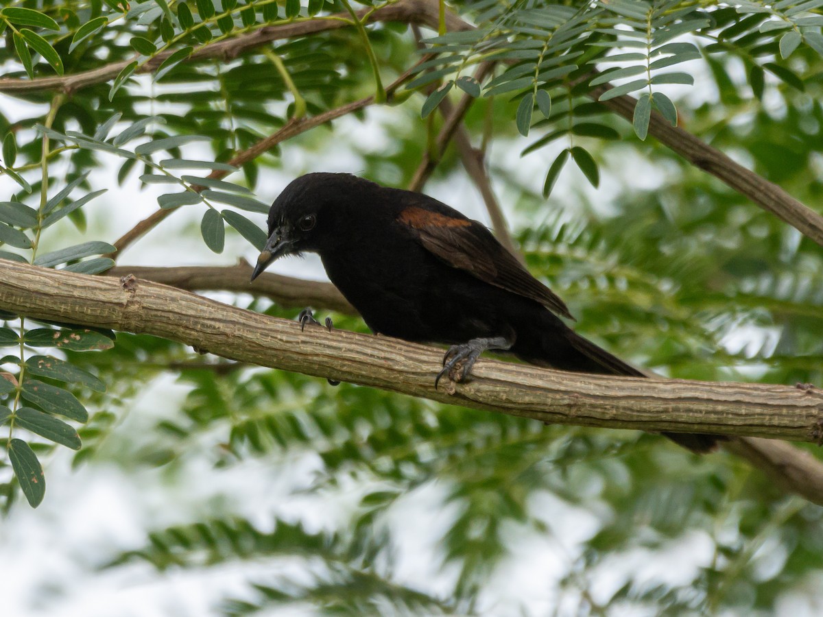 Oriole variable - ML396867771