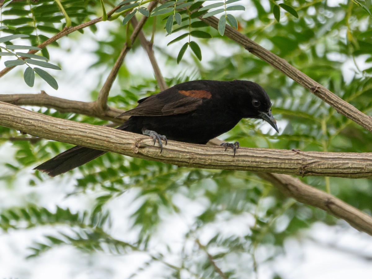 Variable Oriole - Carlos Rossello