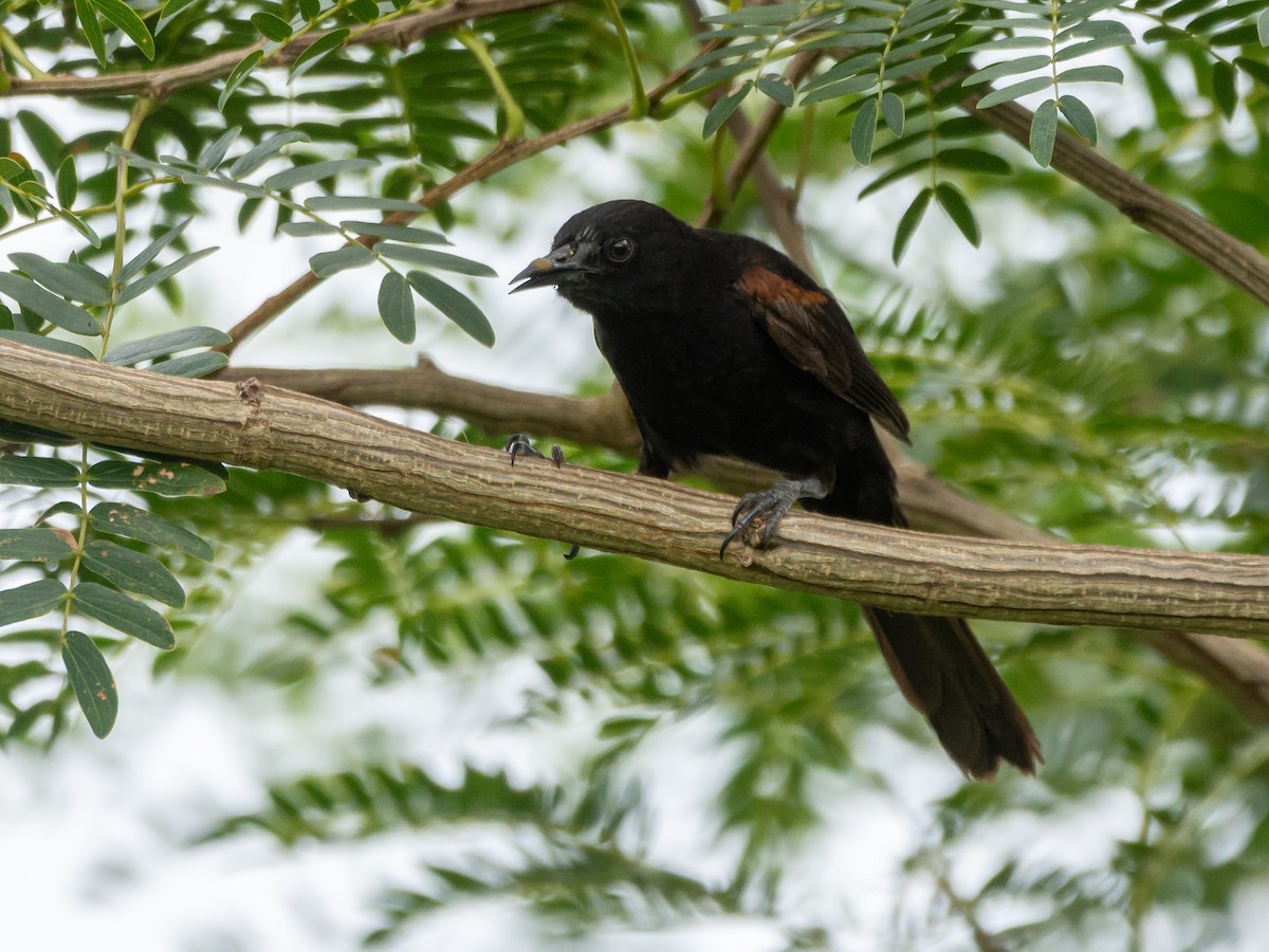 Variable Oriole - Carlos Rossello