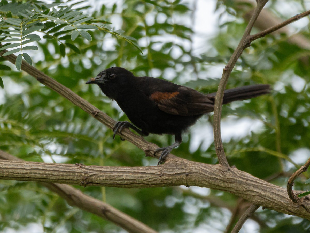 Variable Oriole - Carlos Rossello