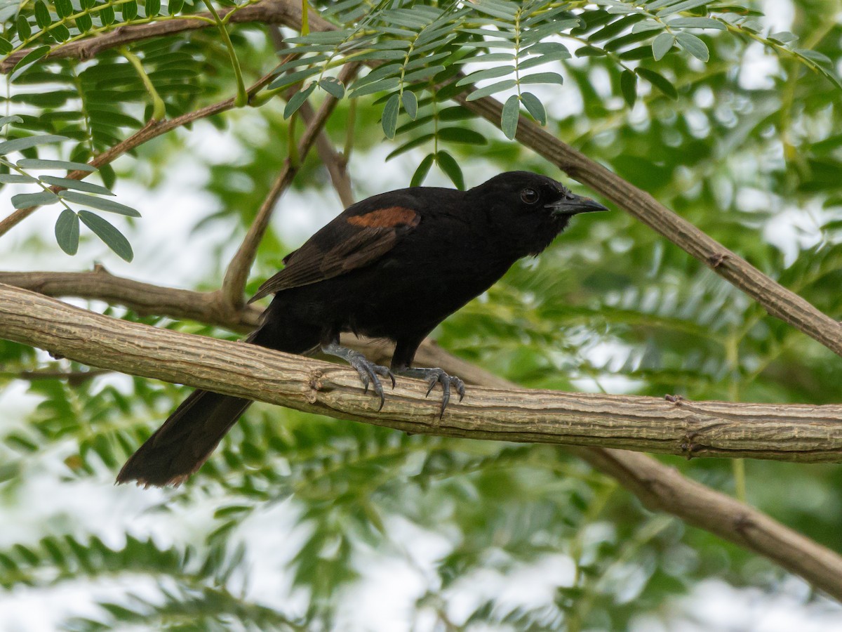 Variable Oriole - Carlos Rossello