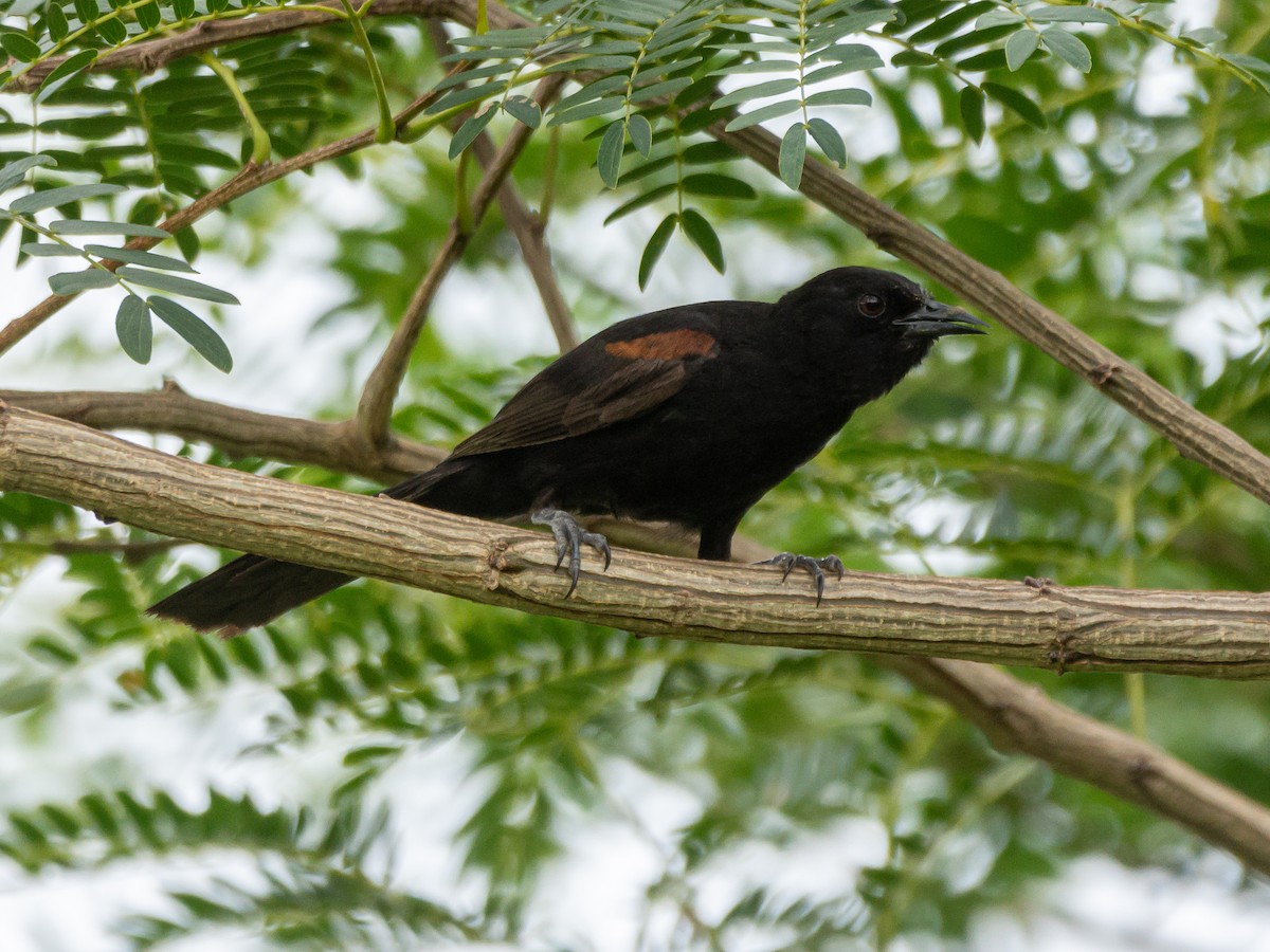 Variable Oriole - Carlos Rossello