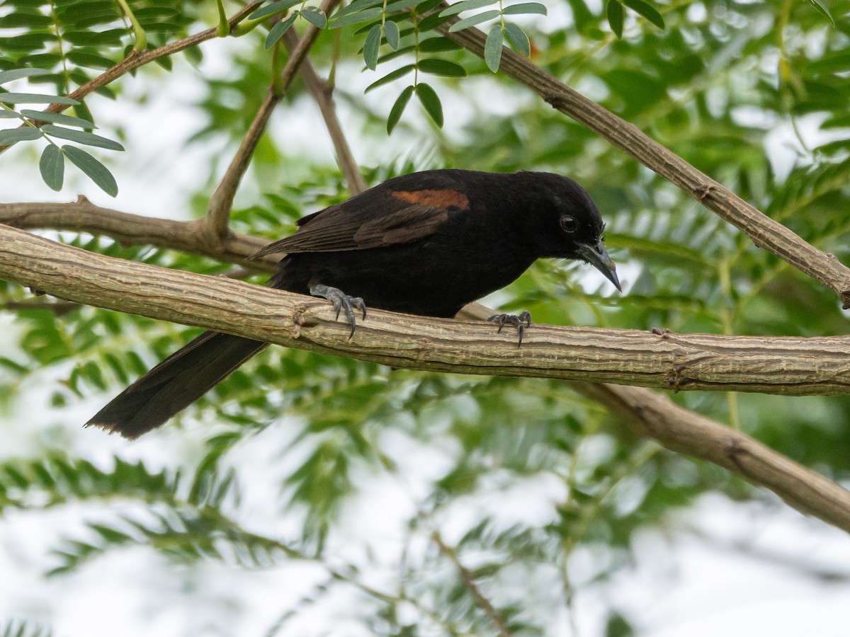 Variable Oriole - ML396867851