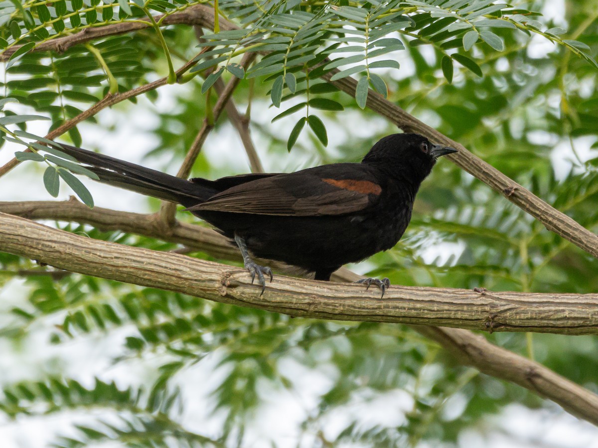 Oriole variable - ML396867861