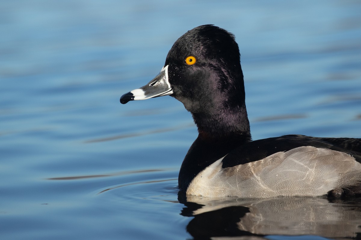 Ring-necked Duck - ML396868441