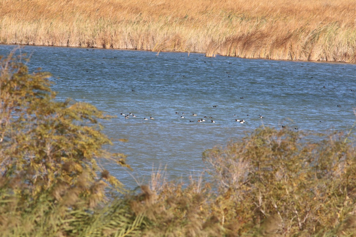 Canvasback - ML396869161
