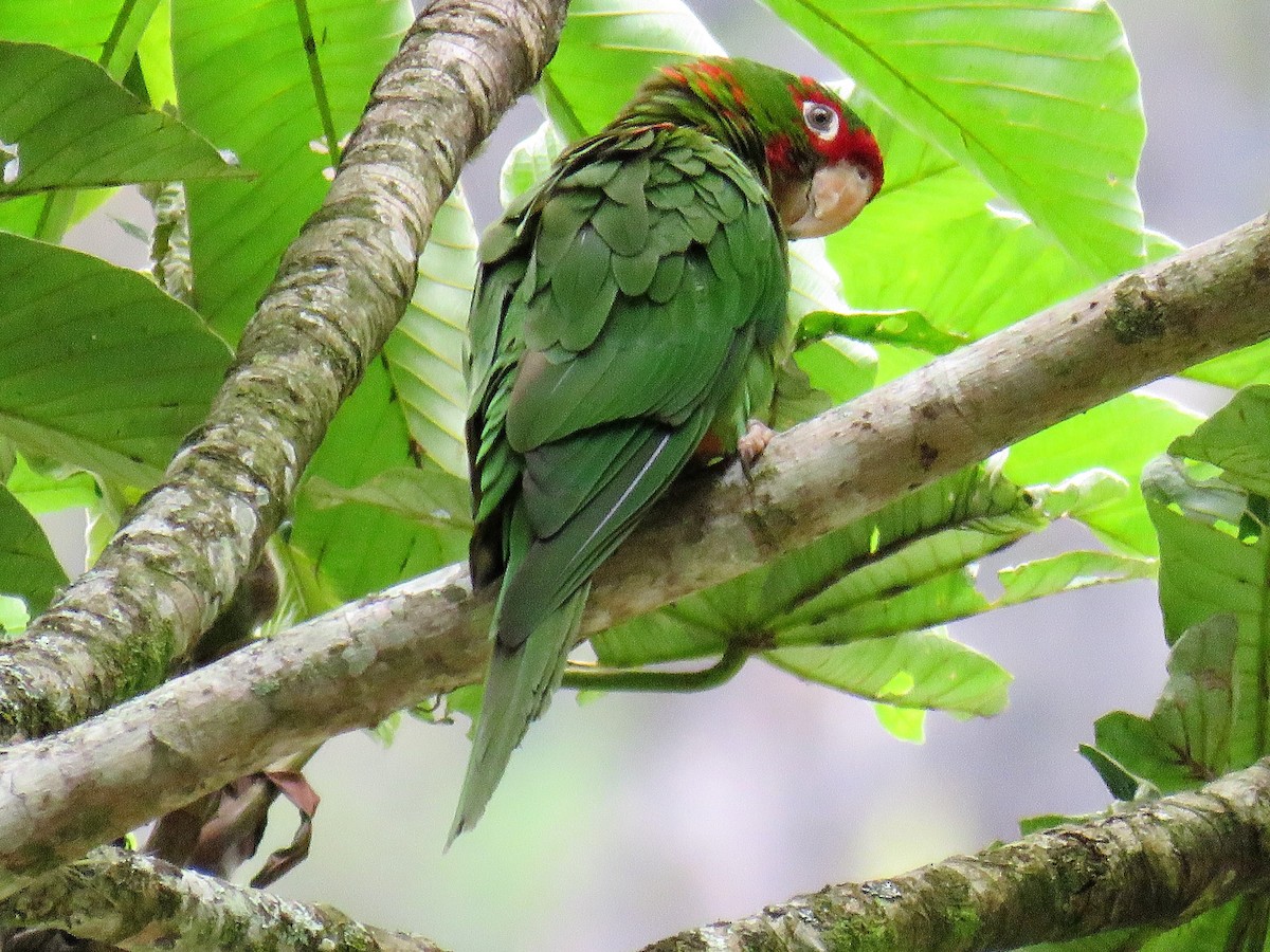 Conure mitrée - ML396871491