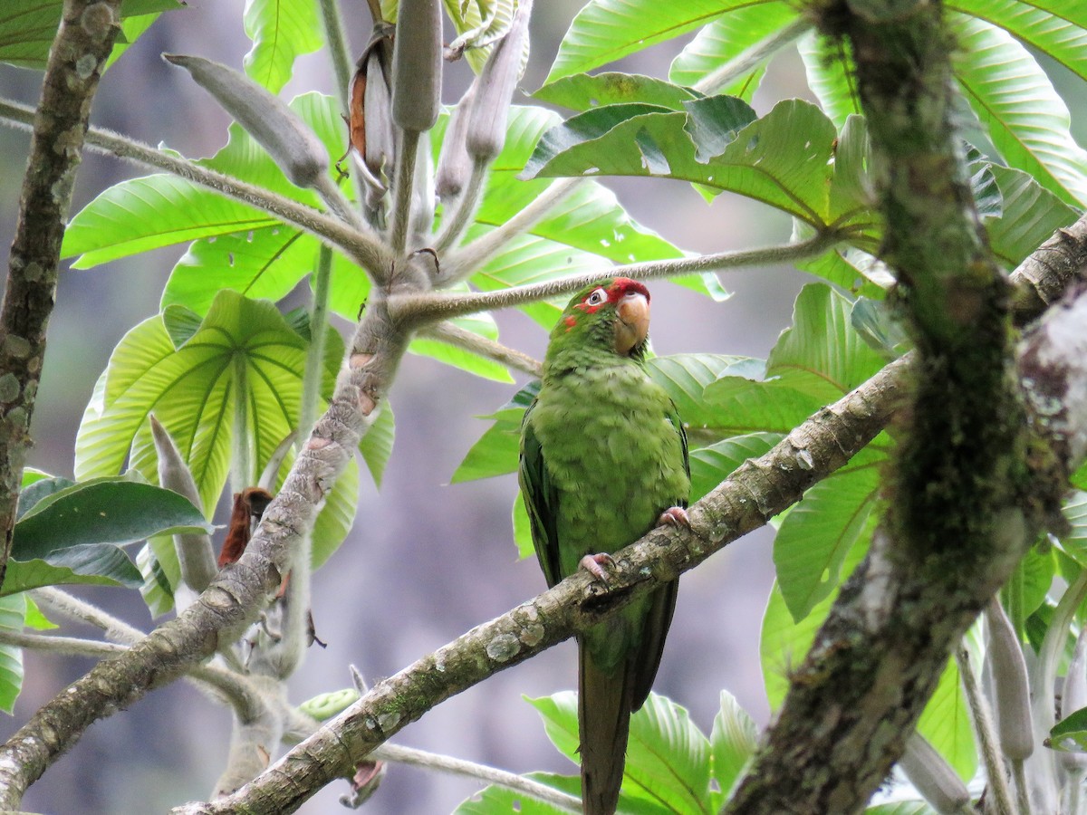 Mitred Parakeet - ML396871521