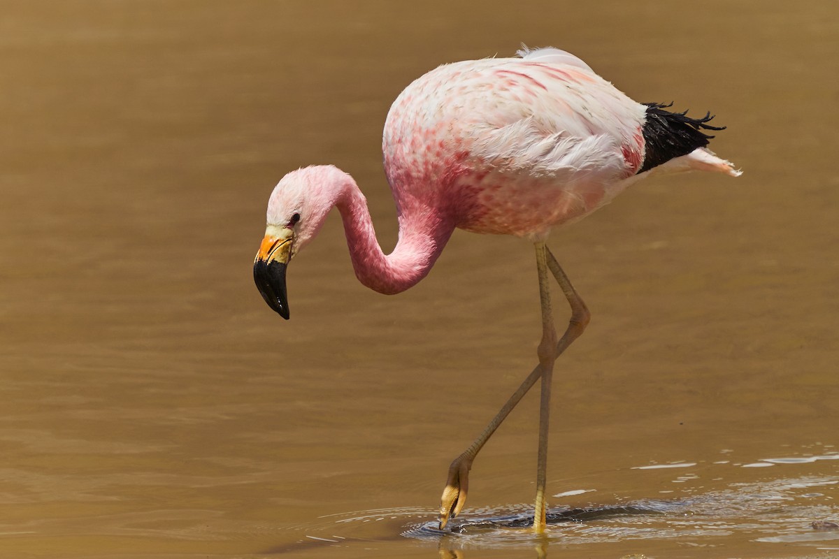 Andean Flamingo - Hederd Torres García