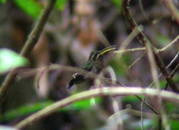 kolibřík hnědohrdlý - ML396872301