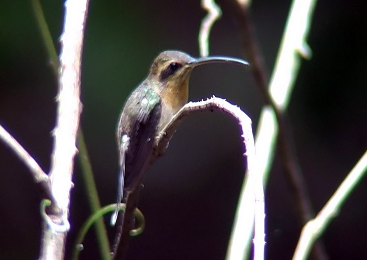 kolibřík hnědohrdlý - ML396872331