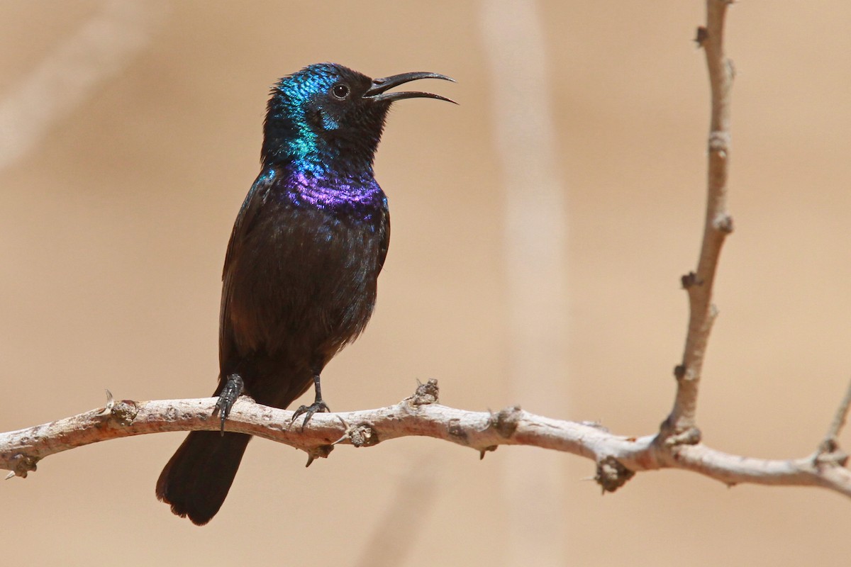 Palestine Sunbird - Volker Hesse