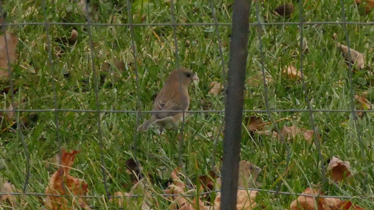 Dark-eyed Junco (Slate-colored/cismontanus) - Avery Fish