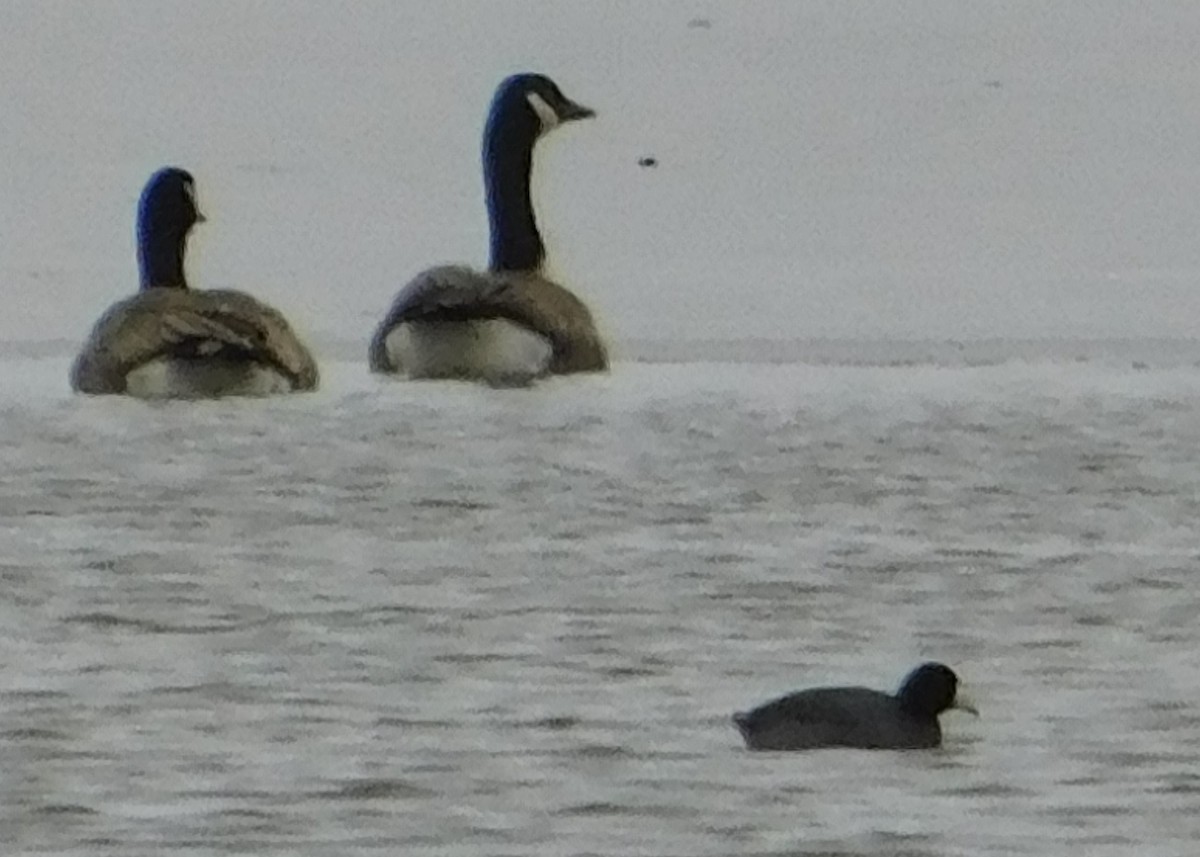 American Coot - ML396875901