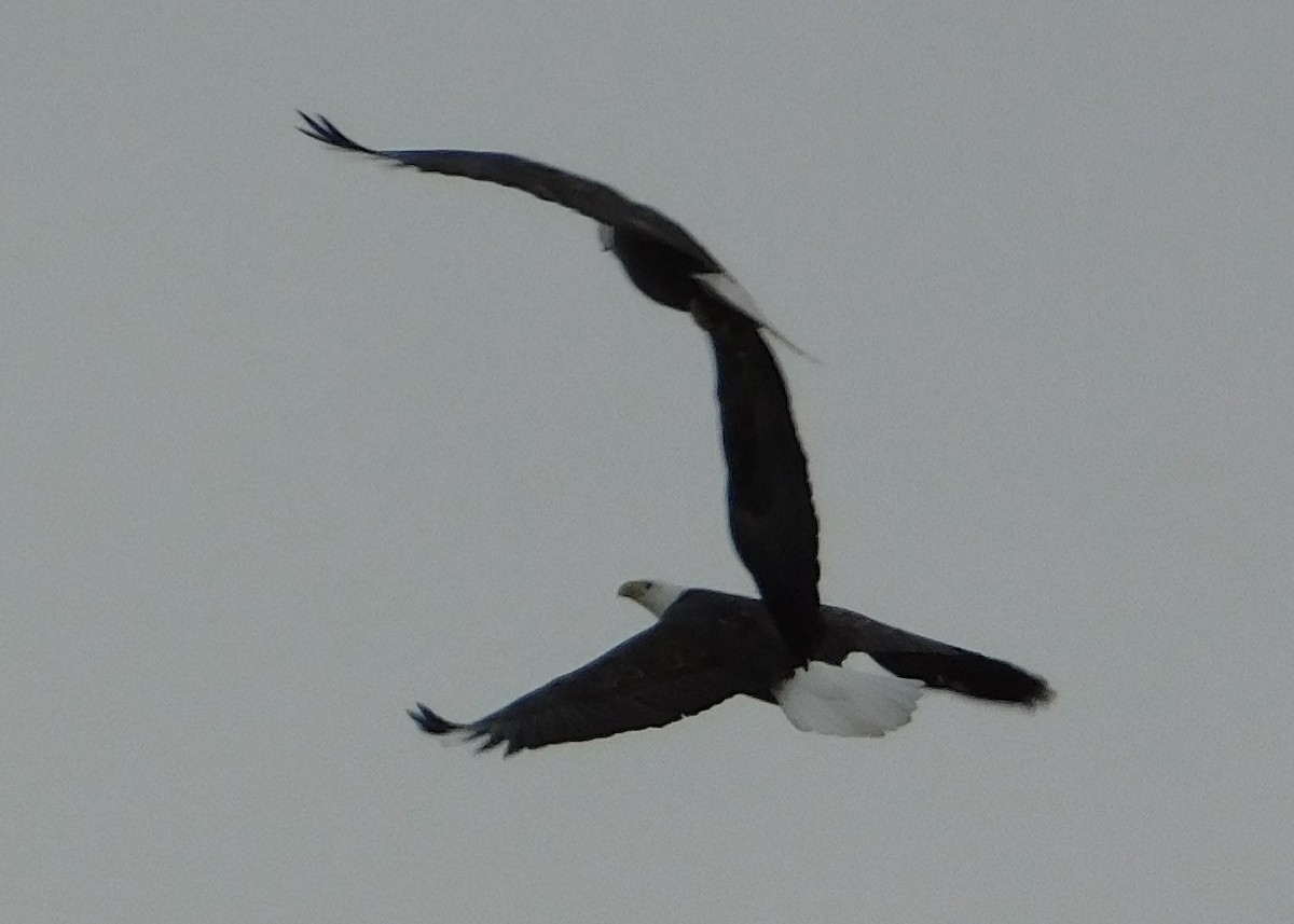 Bald Eagle - ML396875941