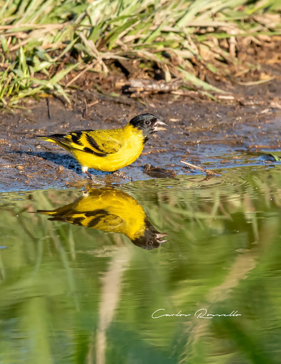 Hooded Siskin - Carlos Rossello