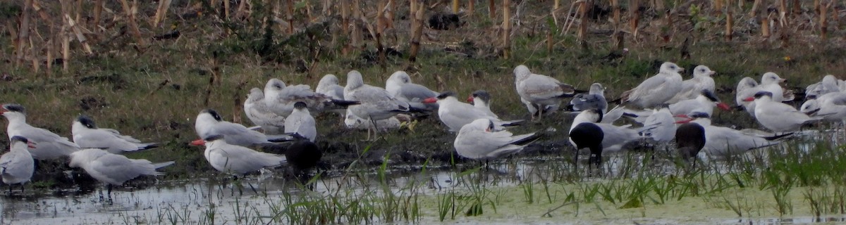 Caspian Tern - ML396880531