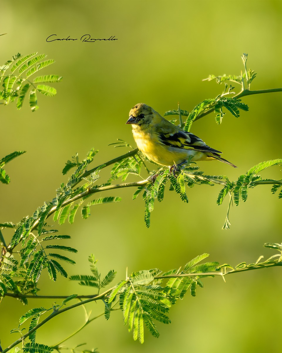 Hooded Siskin - Carlos Rossello