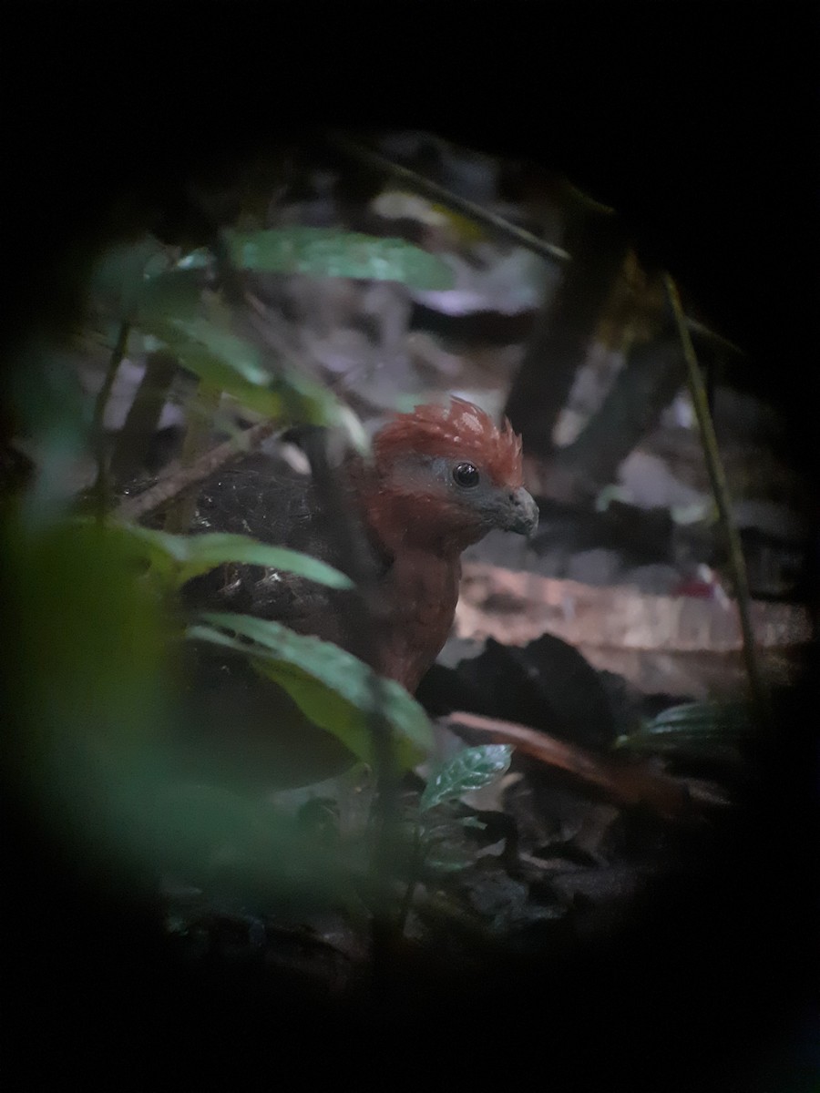 Black-eared Wood-Quail - ML396880801