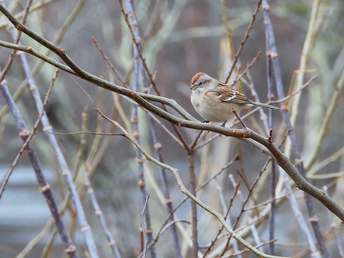 American Tree Sparrow - ML396880871