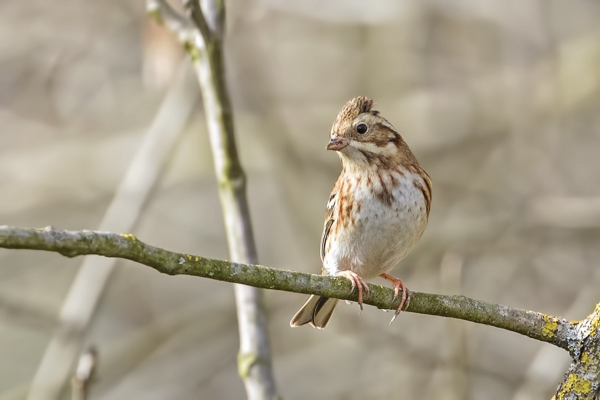 Rustic Bunting - ML396880891